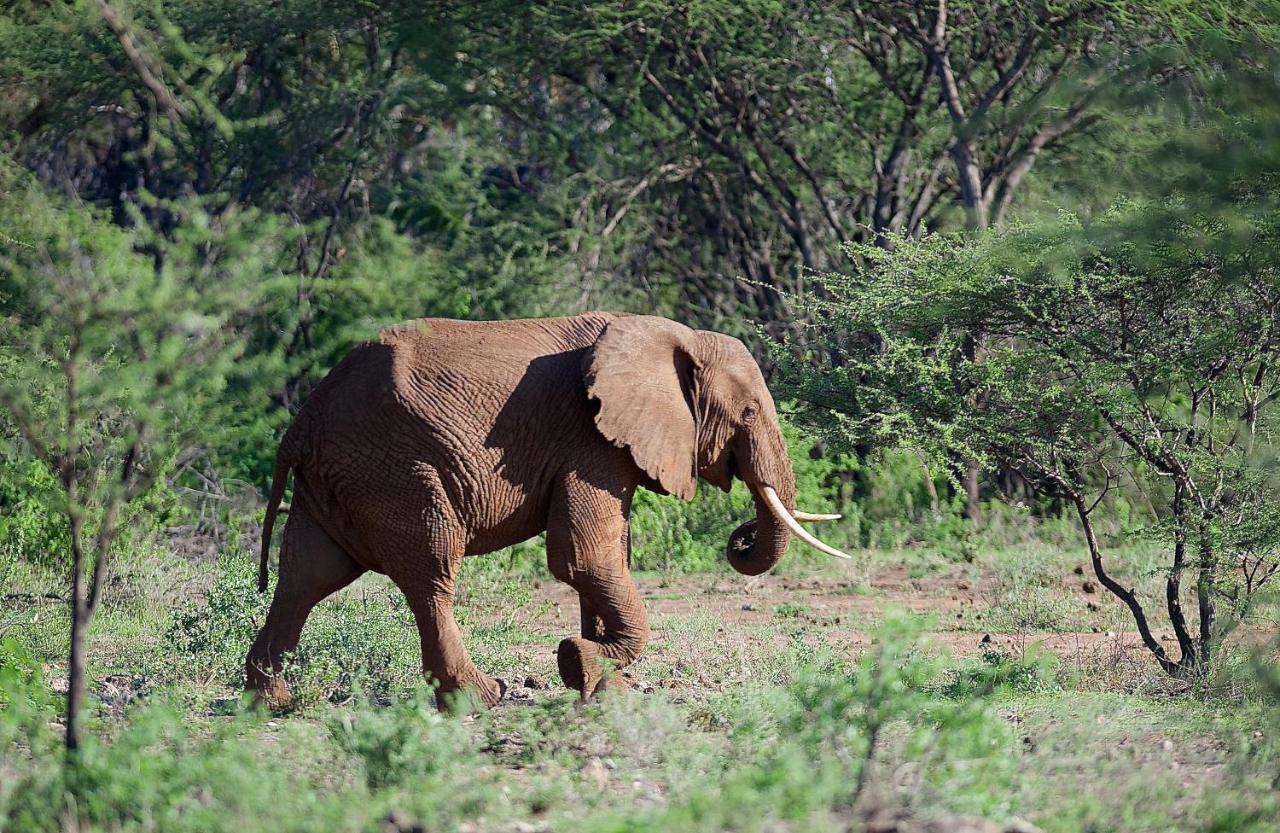 Severin Safari Camp Tsavo West National Park Exteriér fotografie
